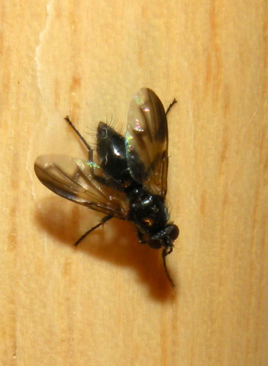 Paykullia maculata (Rhinophoridae)